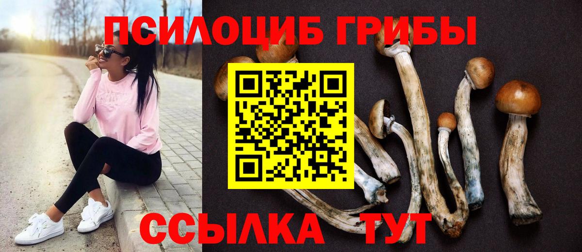 Кыштым  Псилоцибиновые грибы Psilocybine cubensis  где найти   Вход с VPN 