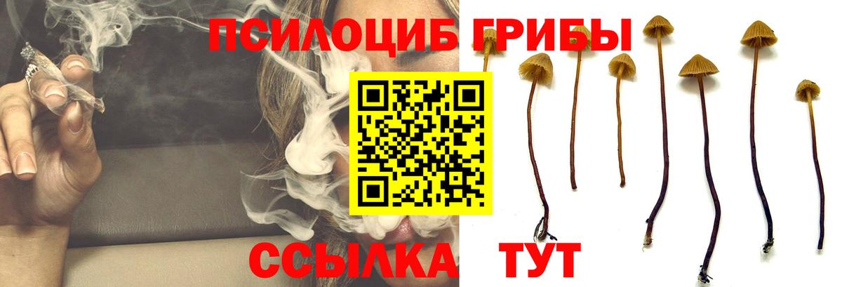 Галлюциногенные грибы Cubensis Кыштым